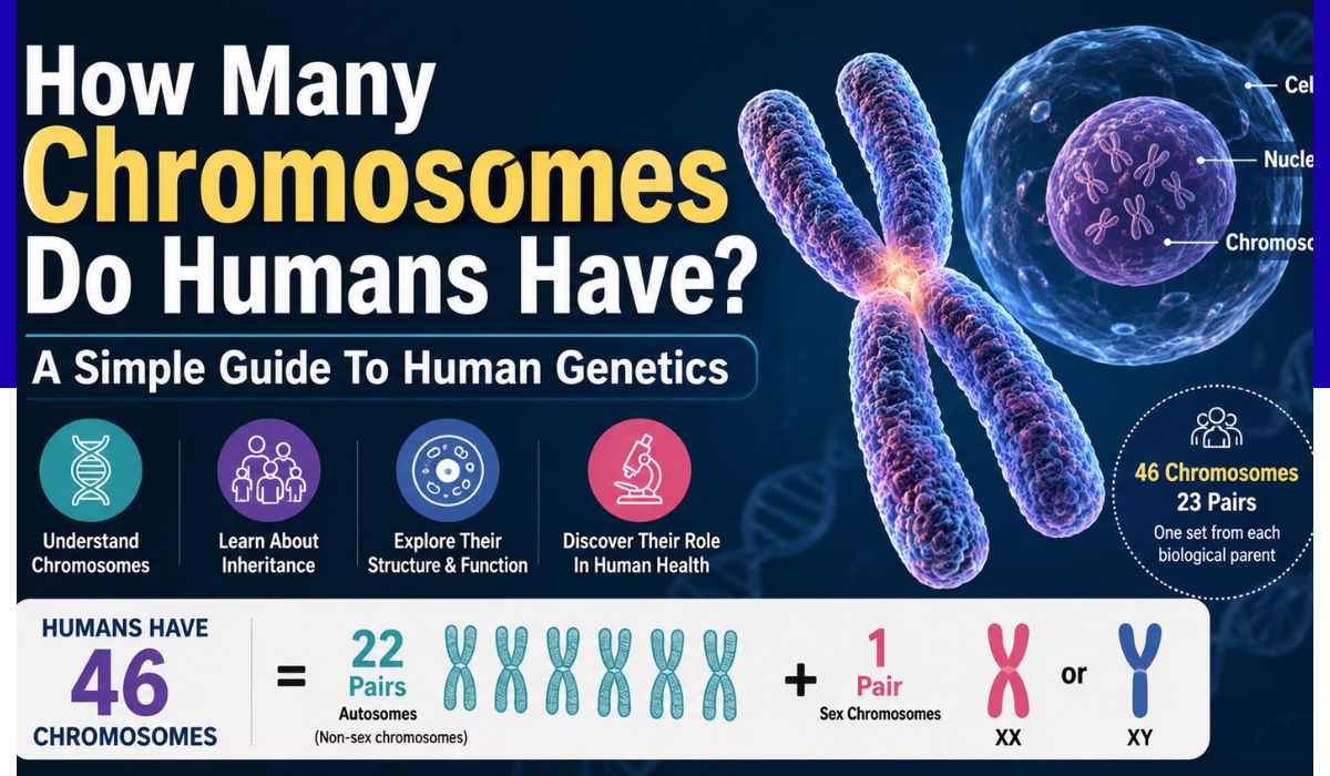 how many chromosomes do humans have