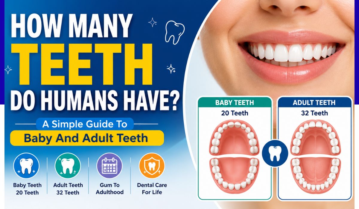 how many teeth do humans have